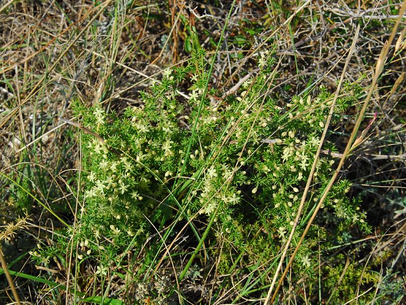 Asparagus acutifolius