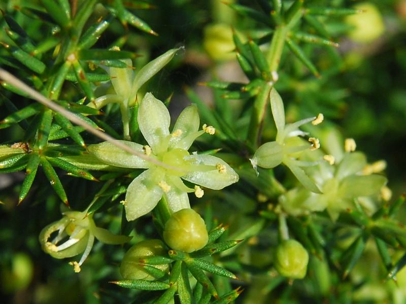 Asparagus acutifolius