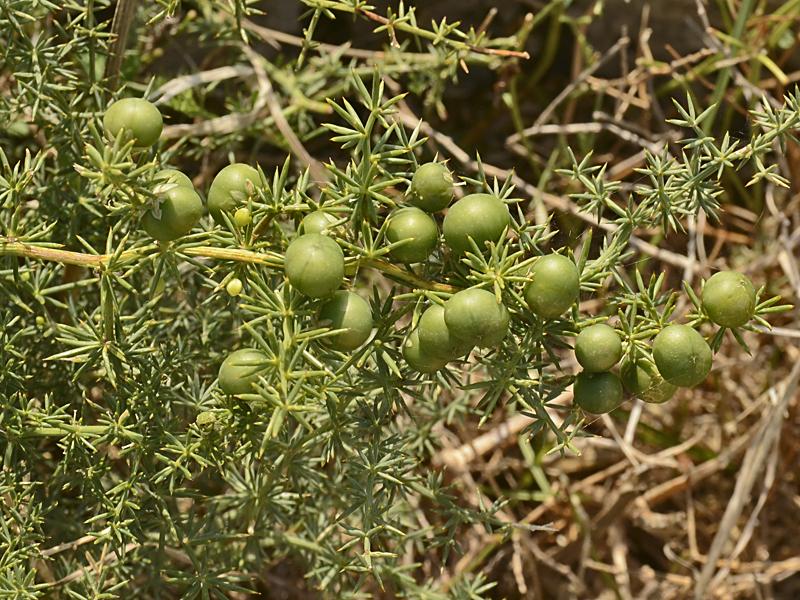 Asparagus acutifolius