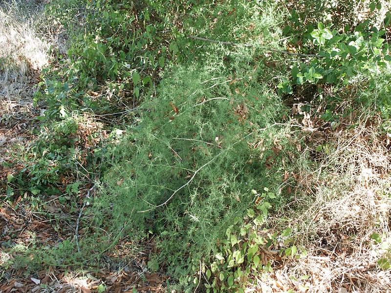 Asparagus acutifolius