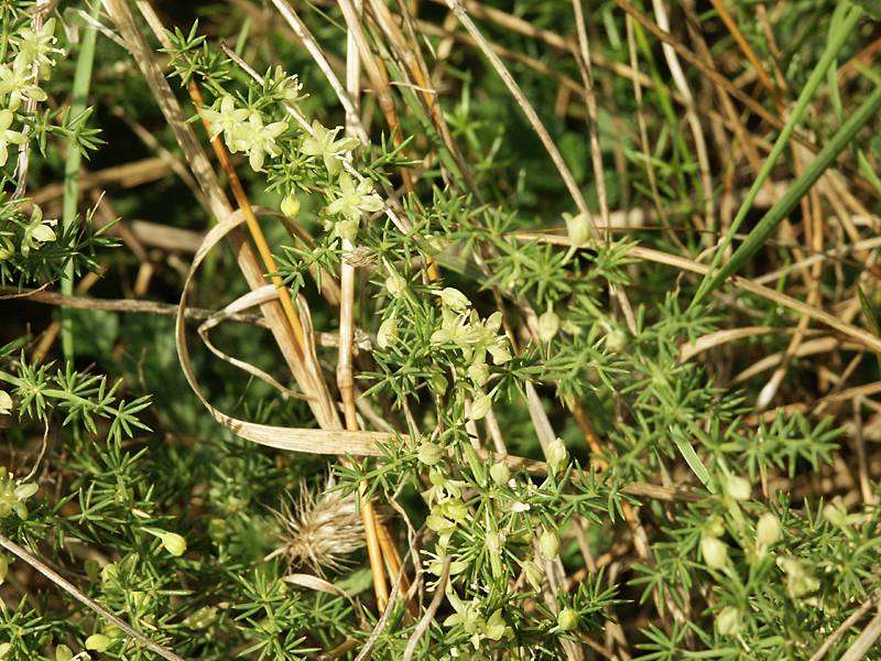 Asparagus acutifolius