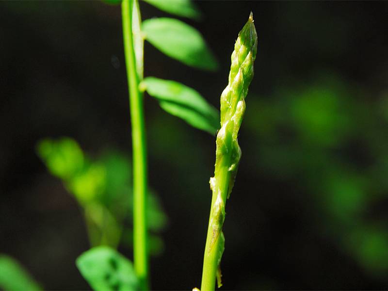 Asparagus acutifolius