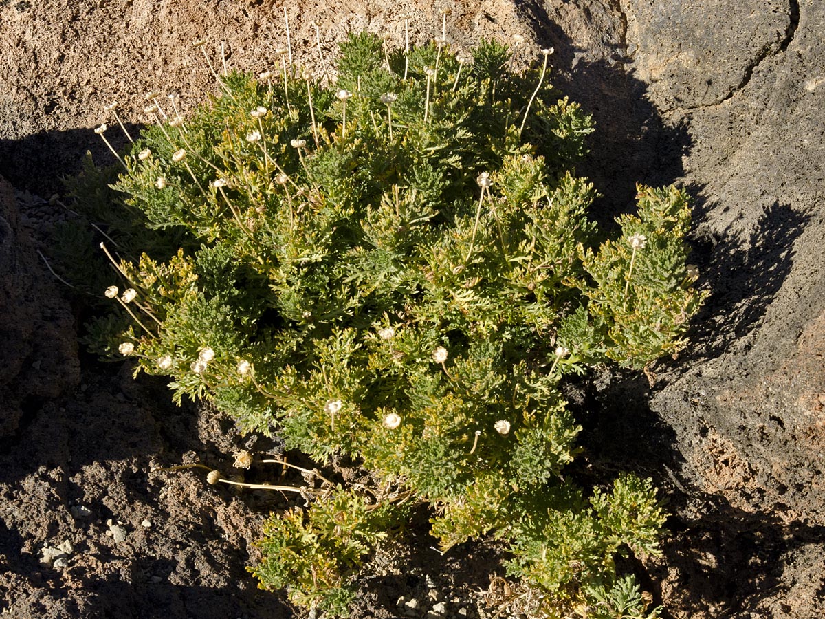 Argyranthemum tenerifae