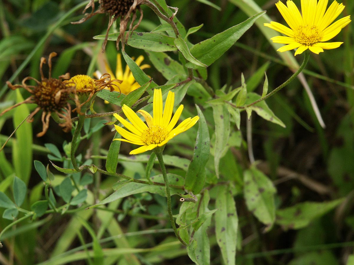 Buphthalmum