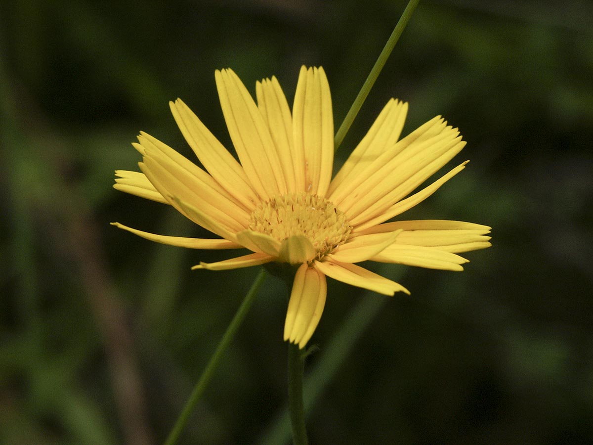 Buphthalmum