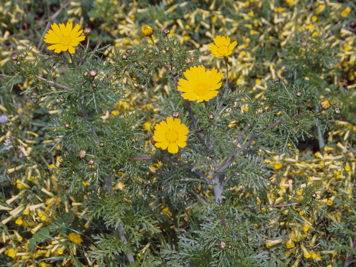 Chrysanthemum coronarium