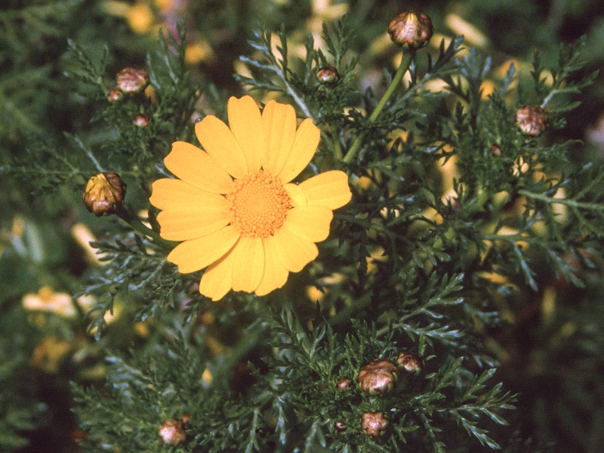 Chrysanthemum coronarium