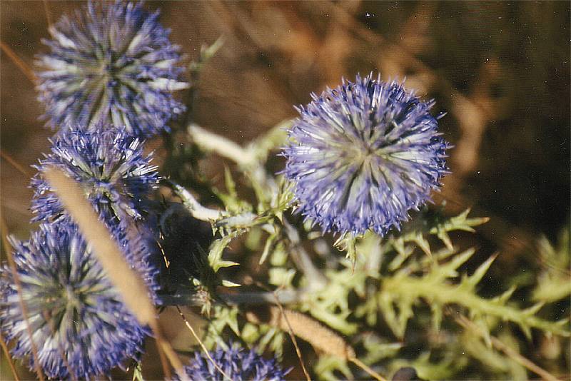 Echinops ritro