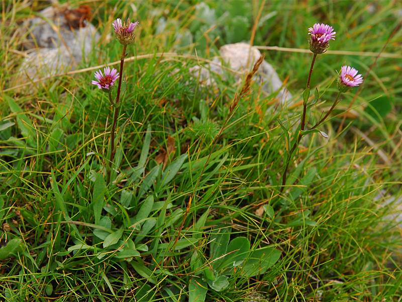 Erigeron glabratus ssp. glabratus

