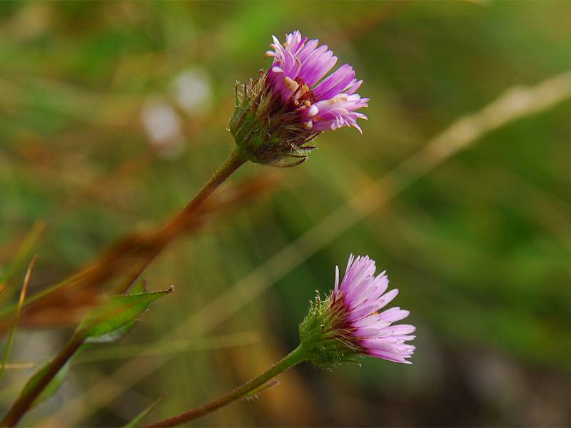 Erigeron glabratus ssp. glabratus

