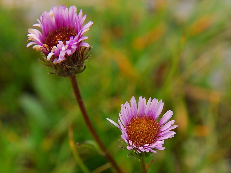 Erigeron glabratus ssp. glabratus

