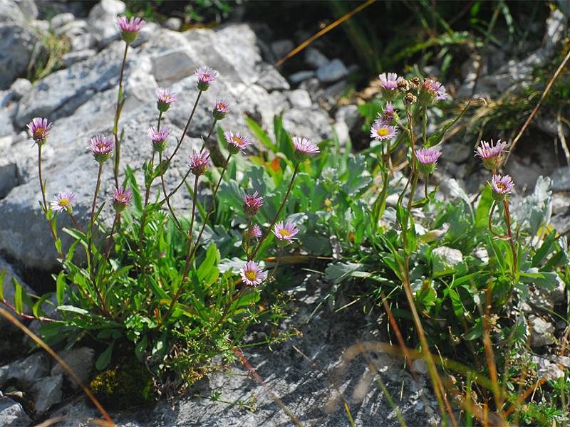 Erigeron glabratus ssp. glabratus

