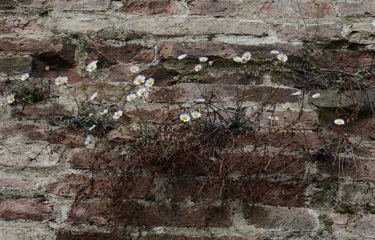 Erigeron karvinskianus