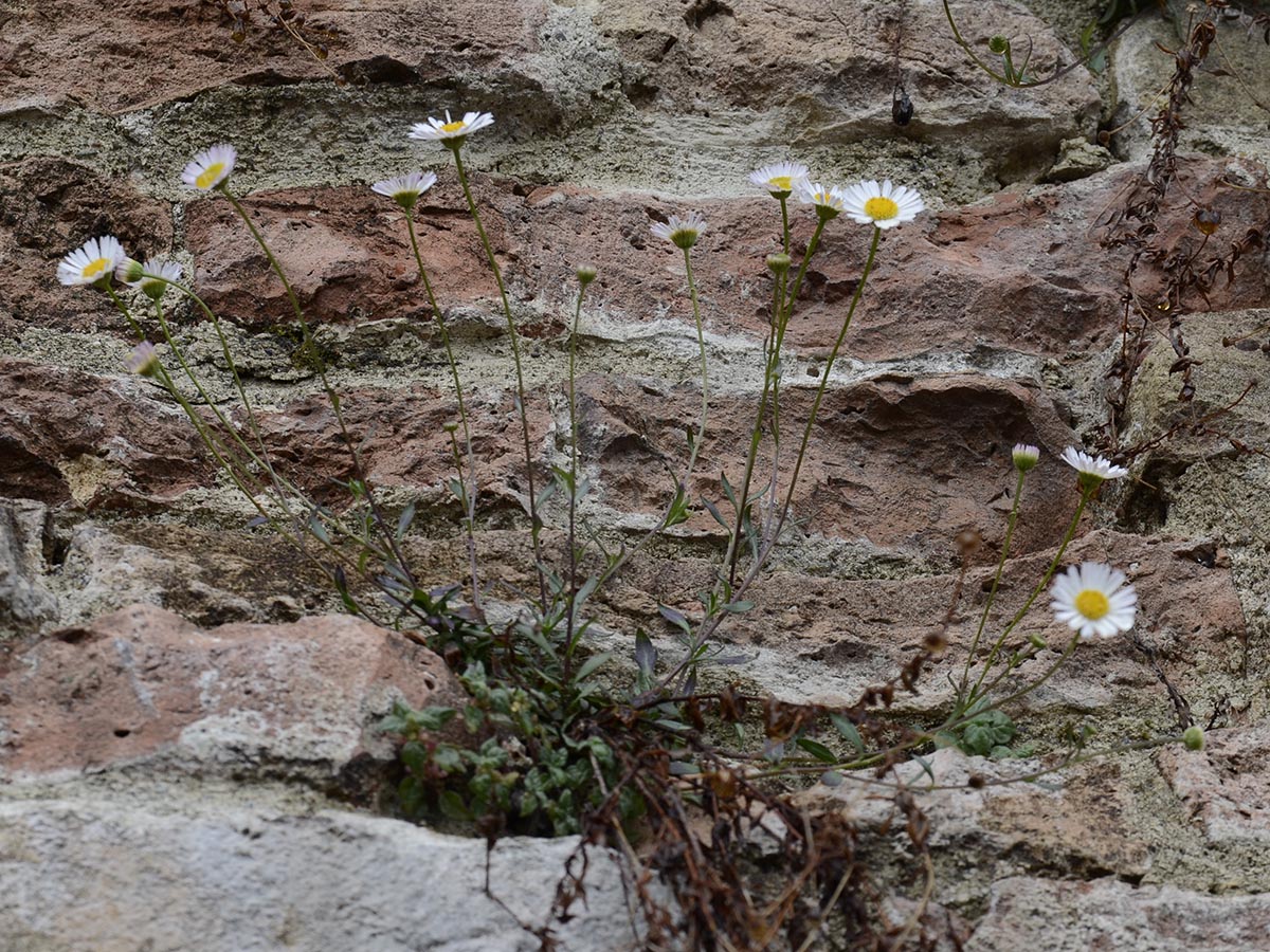 Erigeron karvinskianus