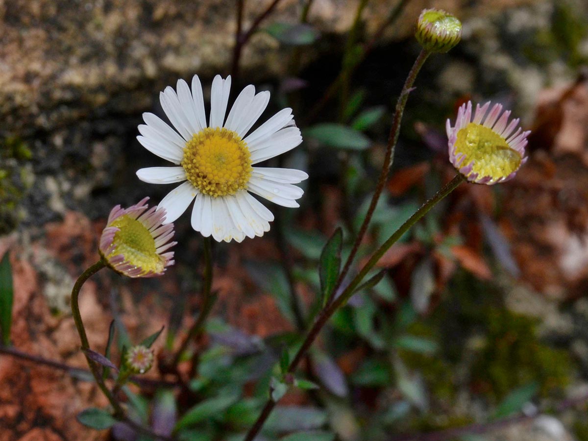 Erigeron karvinskianus