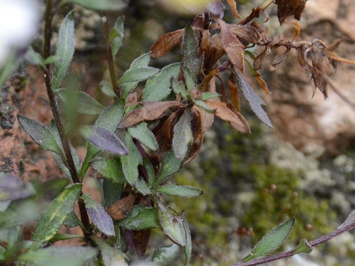 Erigeron karvinskianus