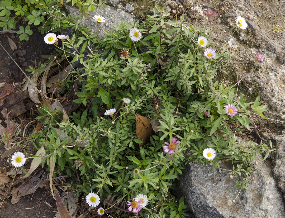 Erigeron karvinskianus