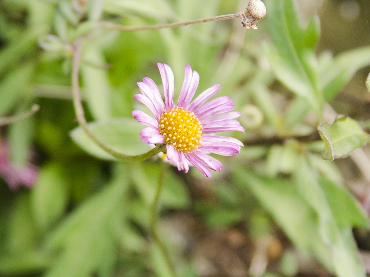 Erigeron karvinskianus