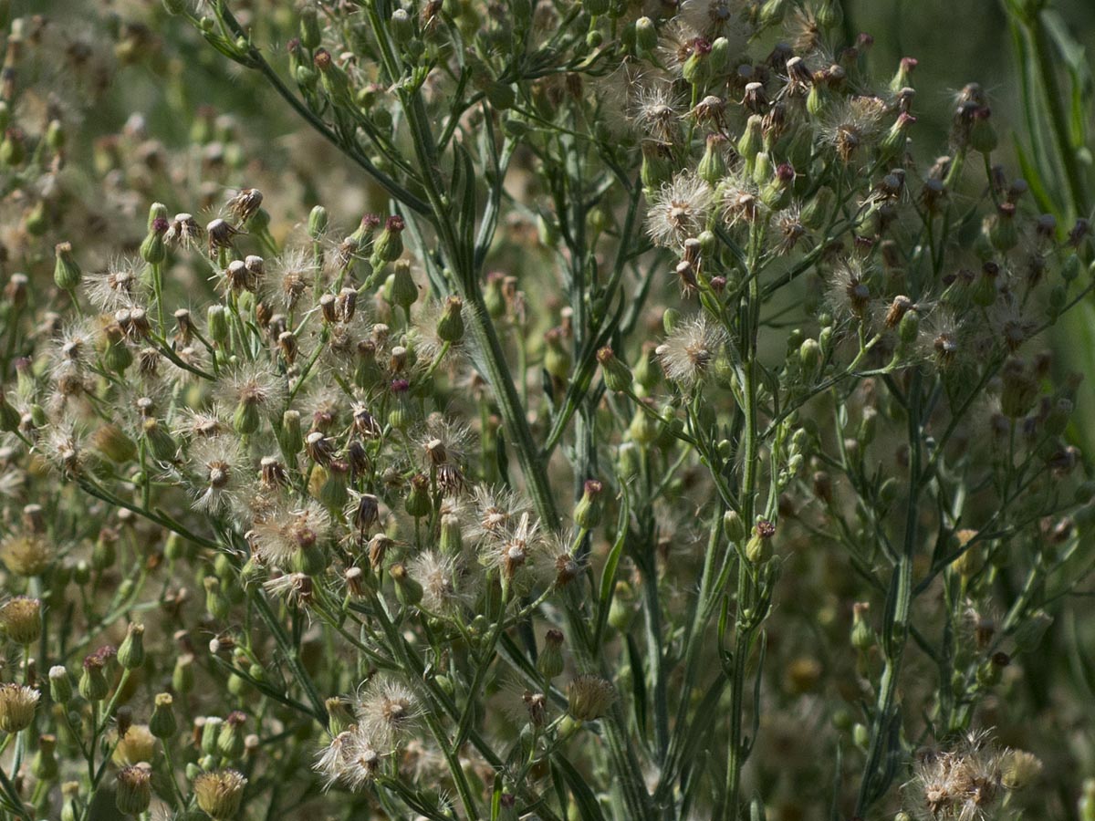 Erigeron sumatrensis