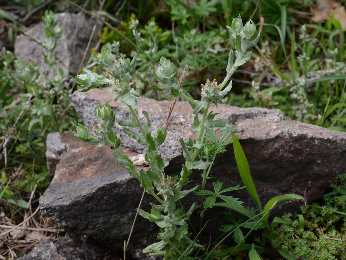 Filago lutescens