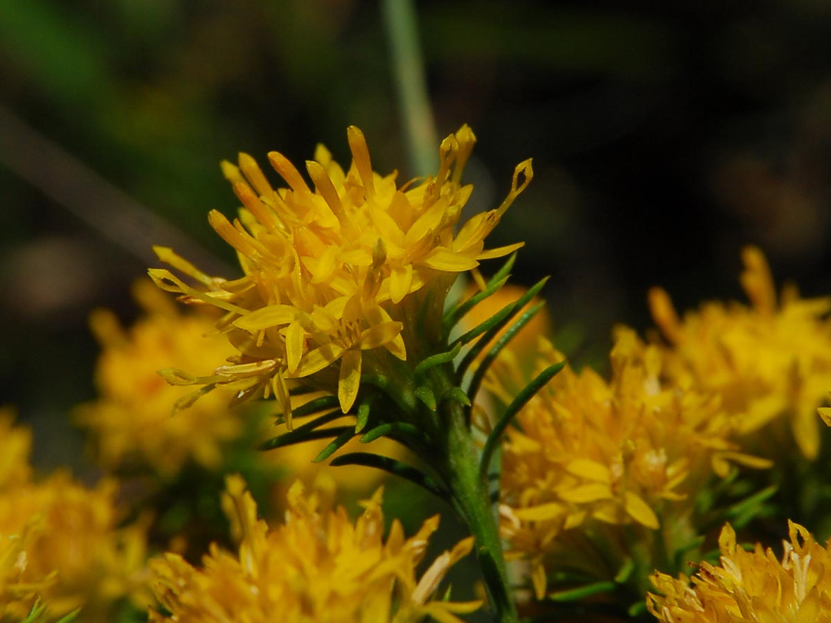 Galatella linosyris