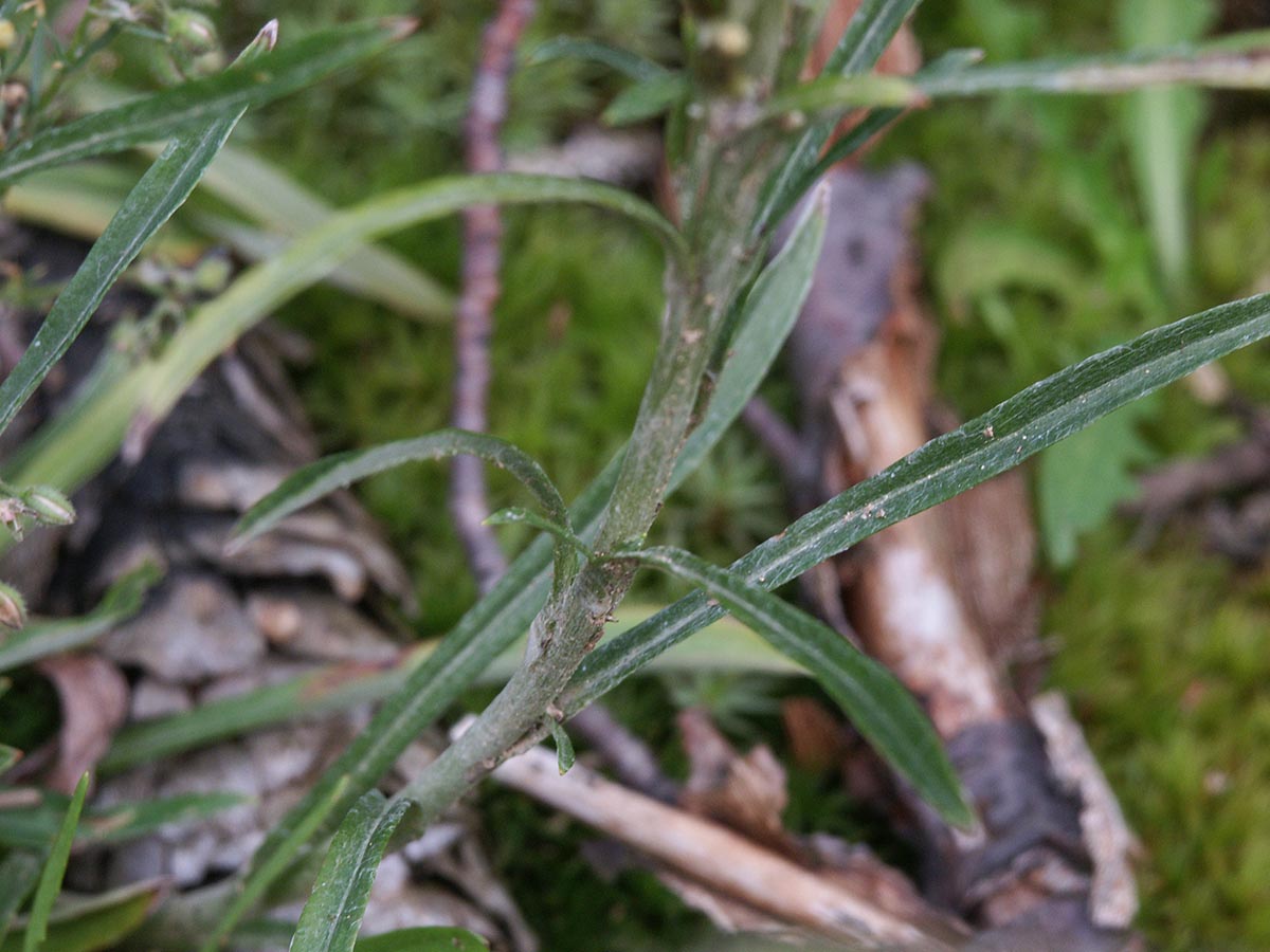 Gnaphalium sylvaticum