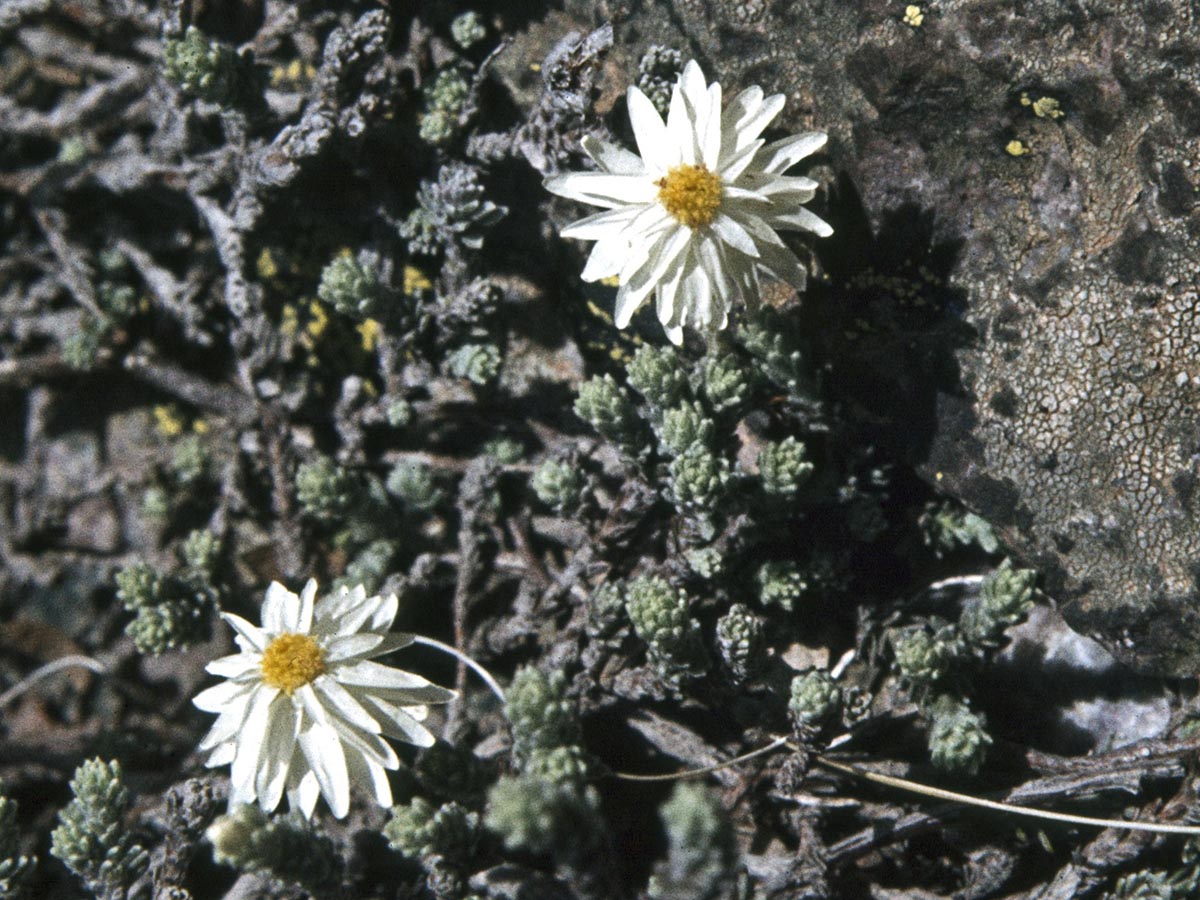 Helichrysum frigidum