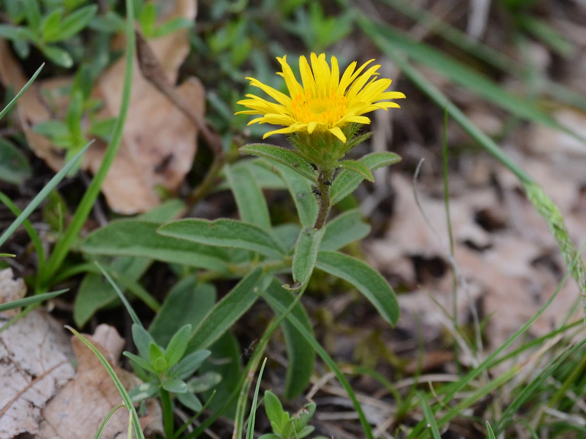 Inula hirta