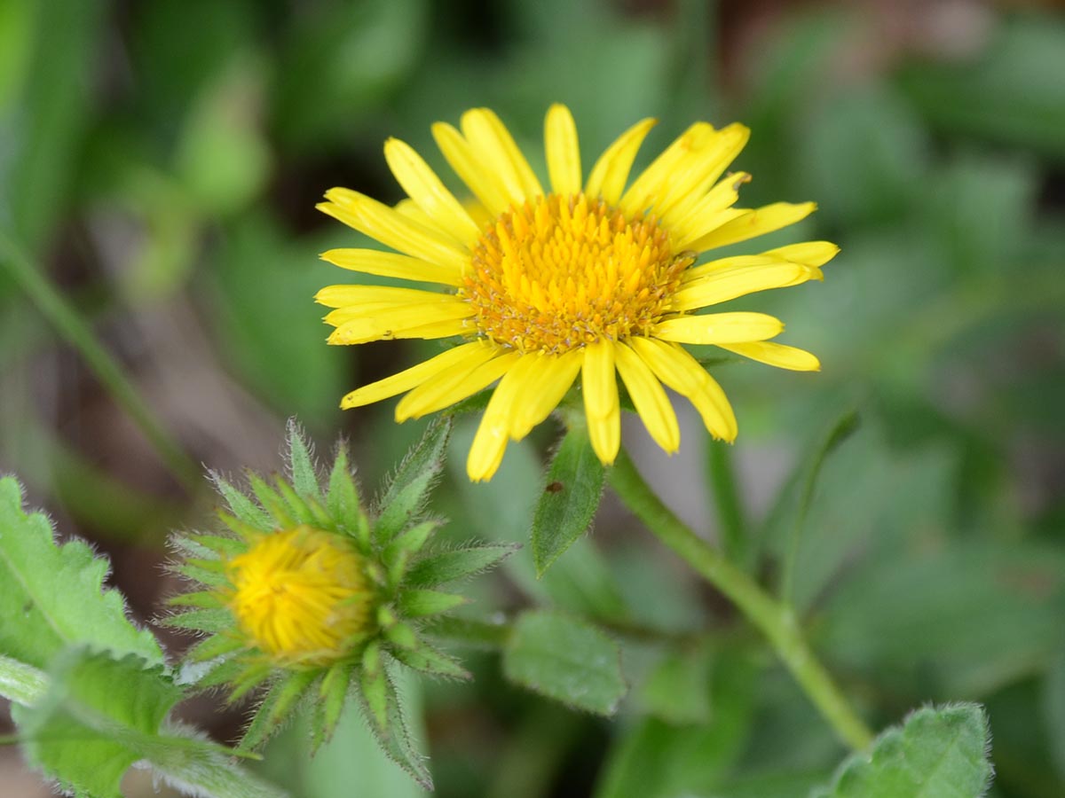 Inula hirta