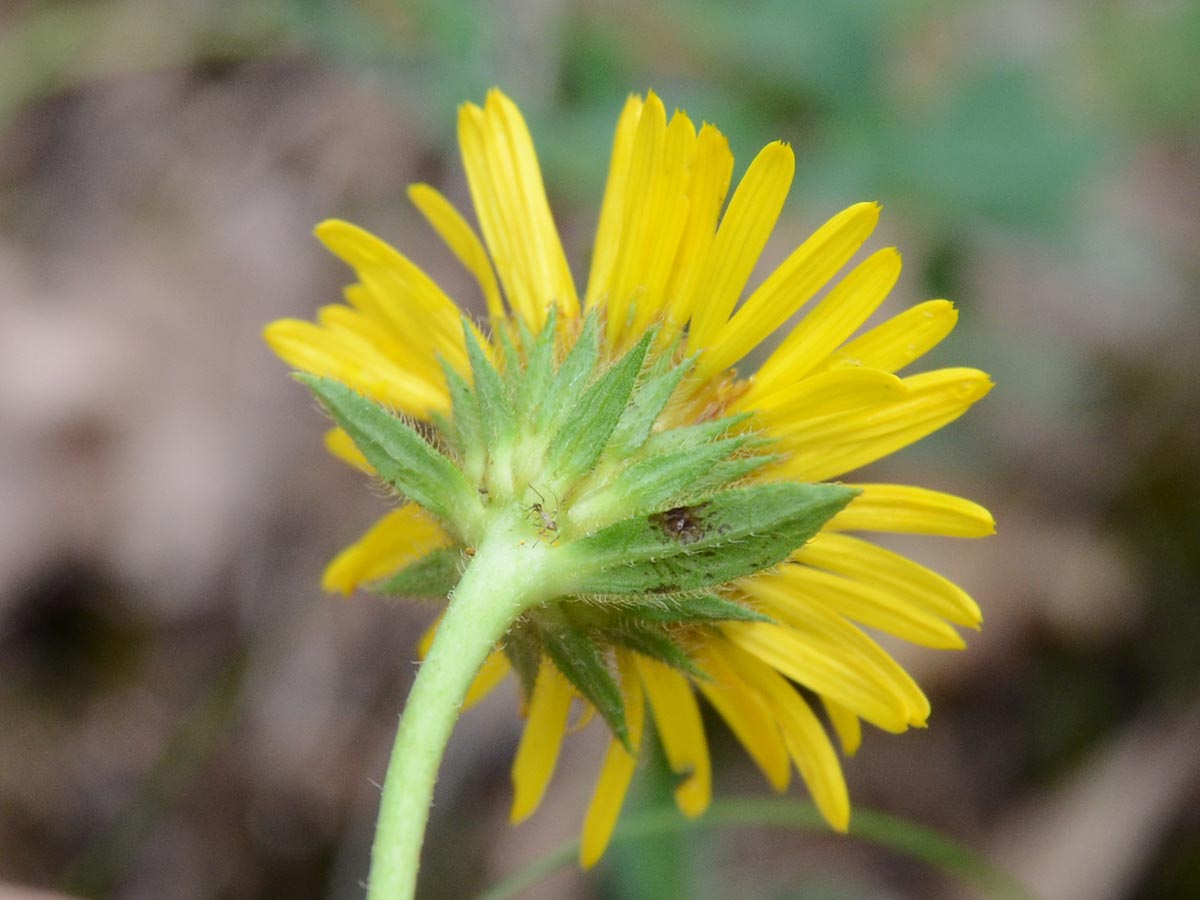 Inula hirta