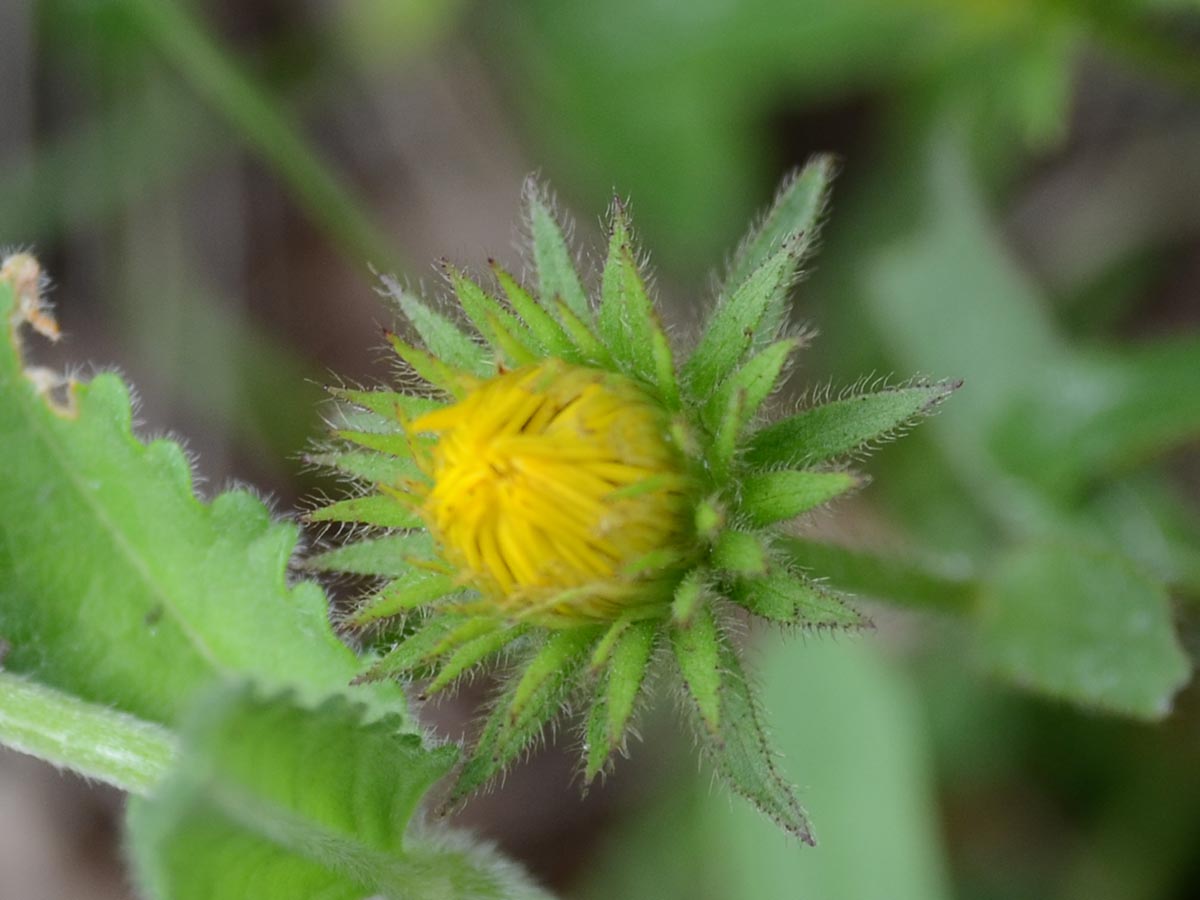 Inula hirta