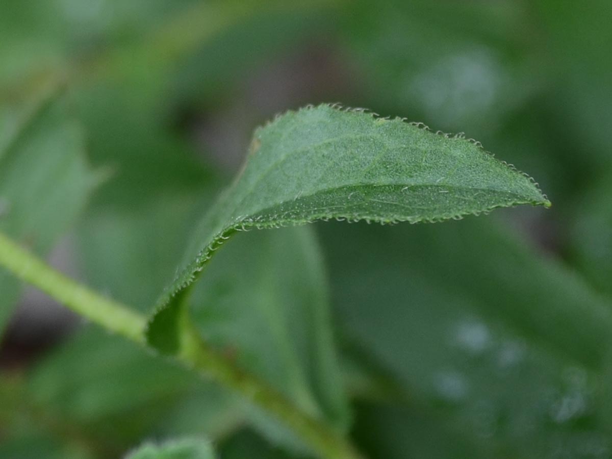 Inula hirta