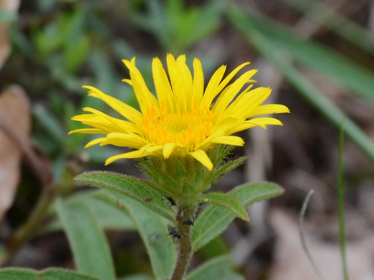 Inula hirta