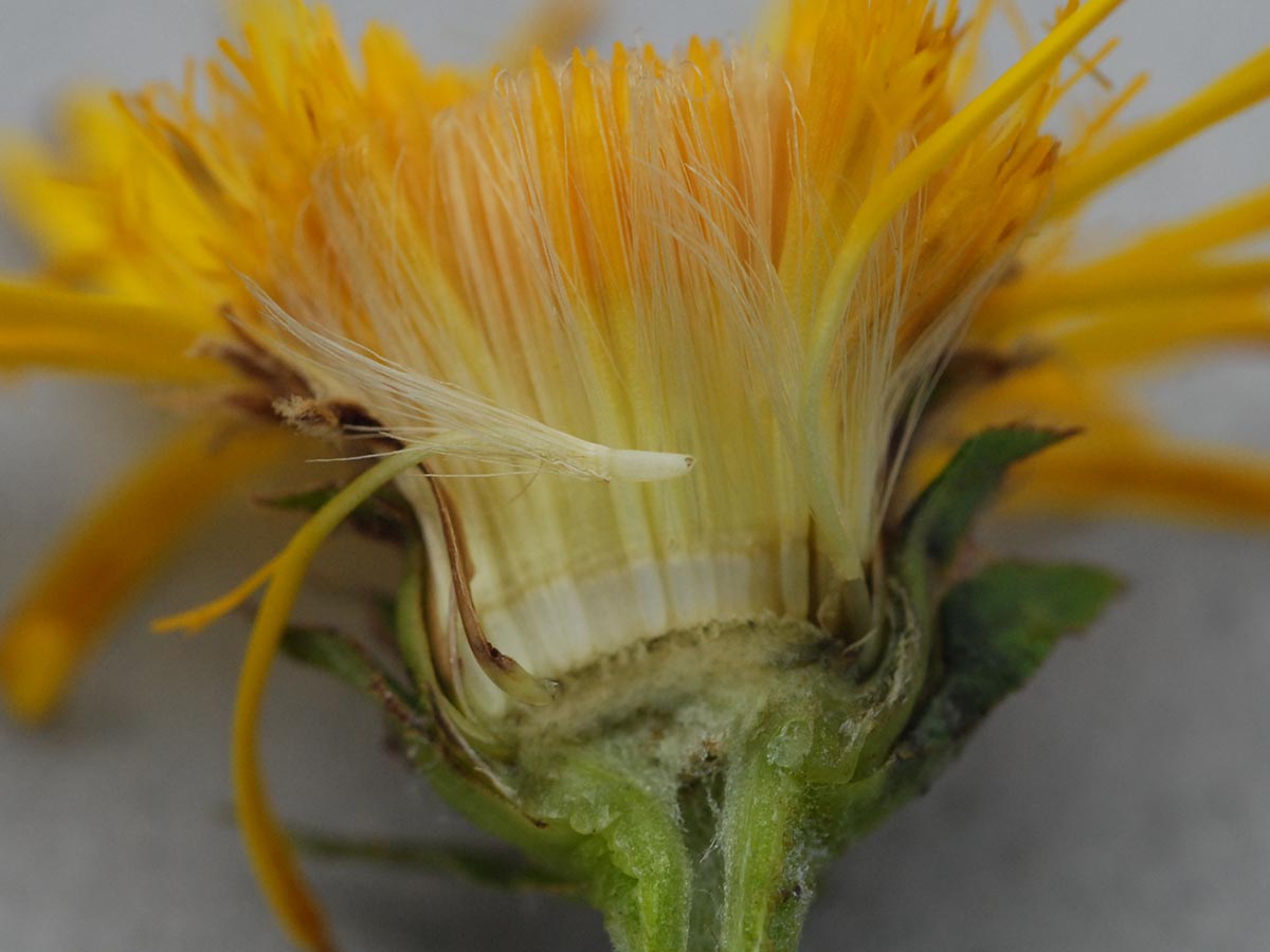 Pappus