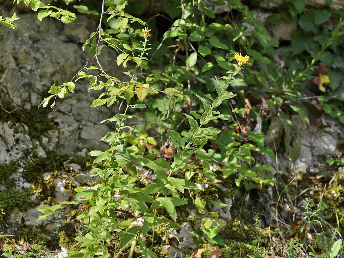 Inula spiraeifolia