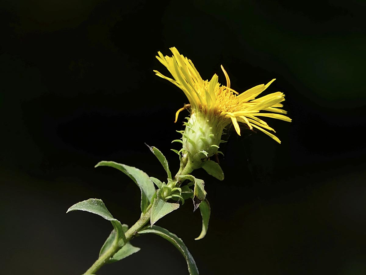 Inula spiraeifolia