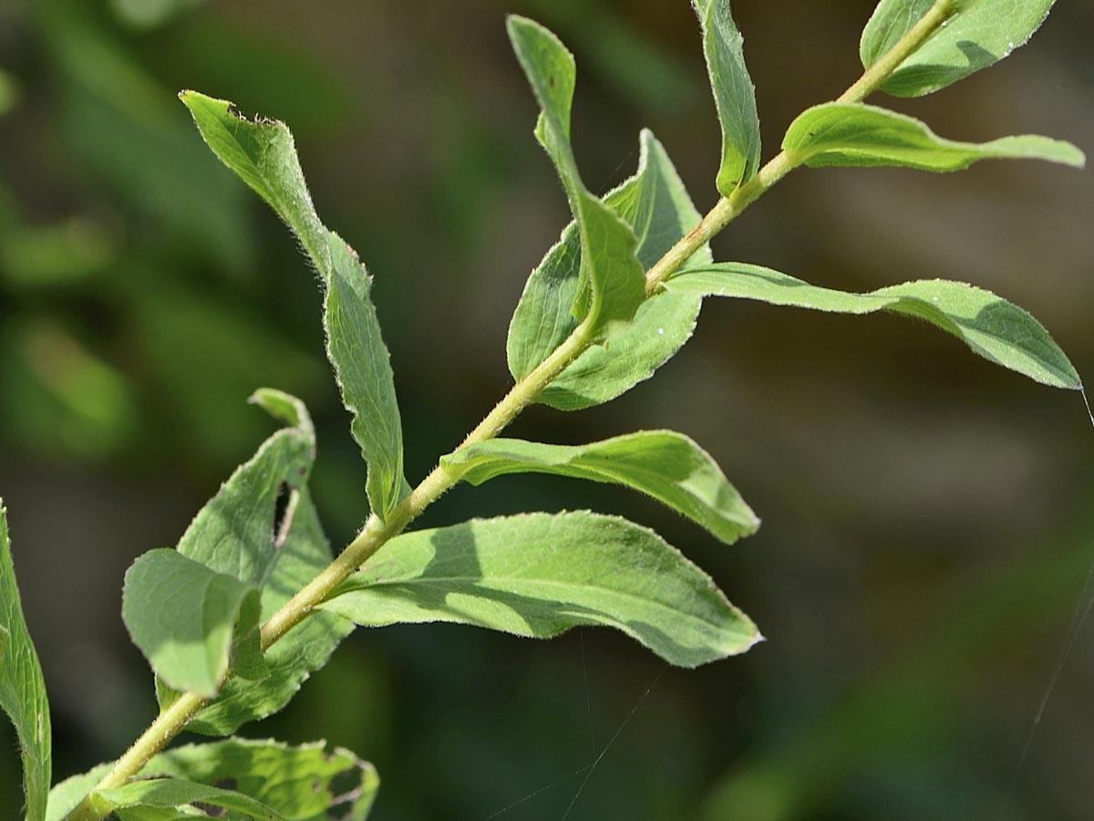 Inula spiraeifolia