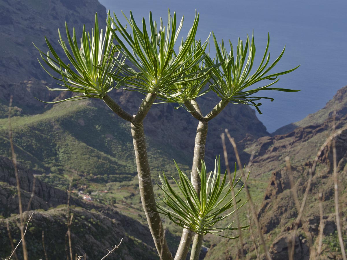 Kleinia neriifolia