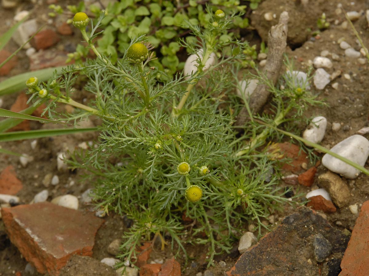 Matricaria discoidea