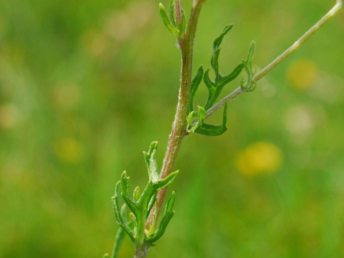 Senecio jacobaea