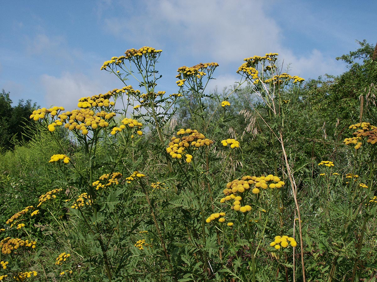 Tanacetum vulgare