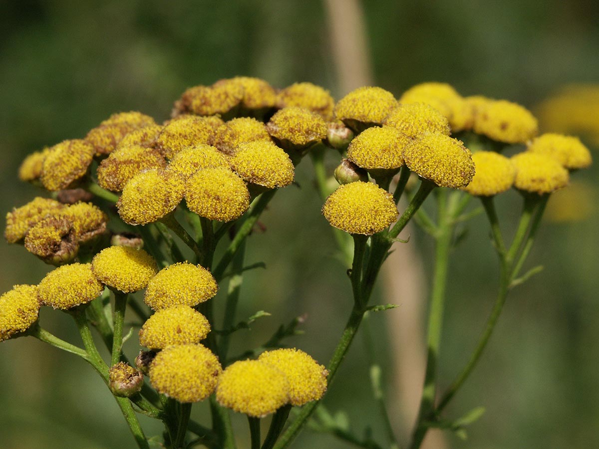 Tanacetum vulgare