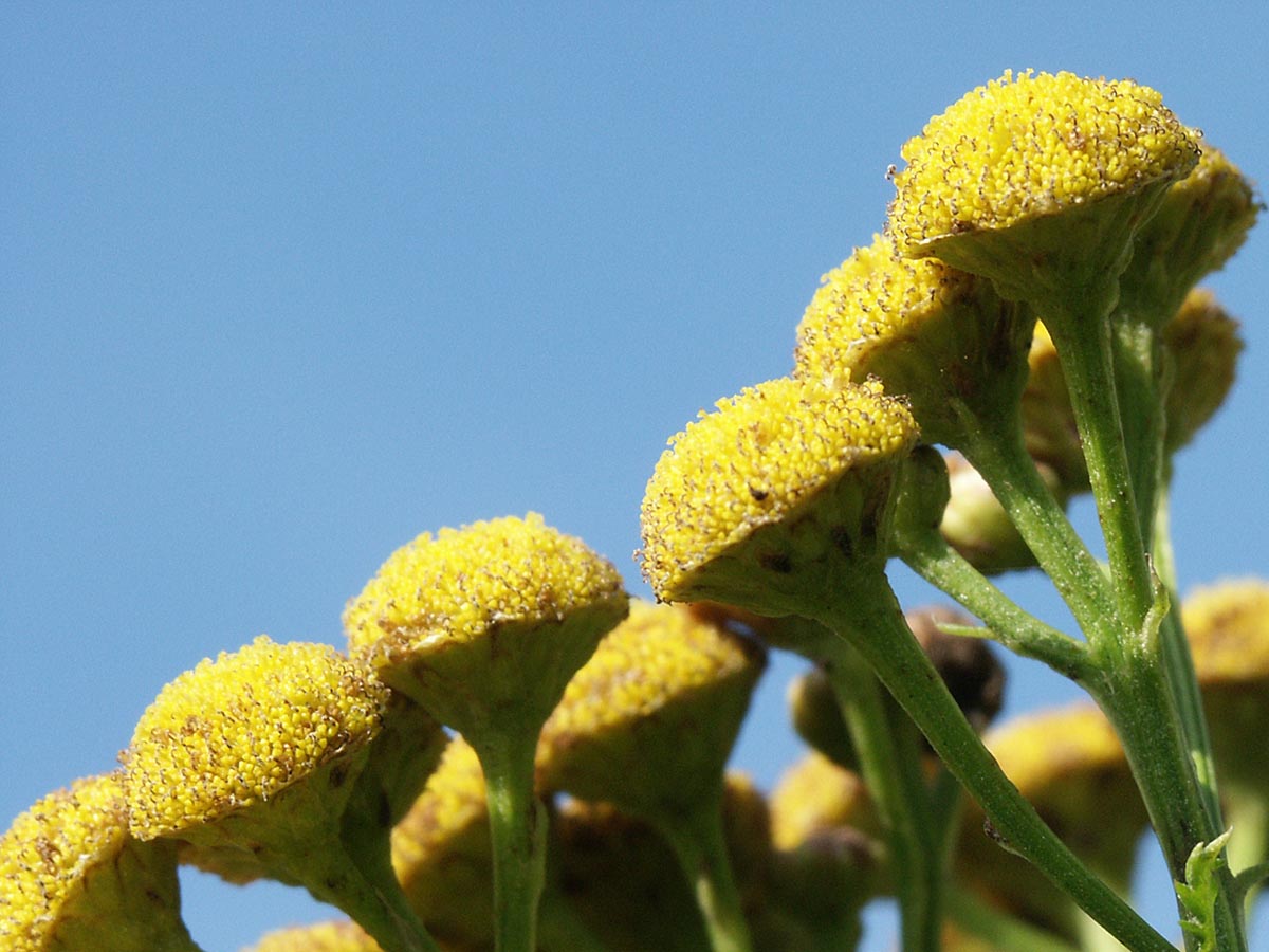 Tanacetum vulgare