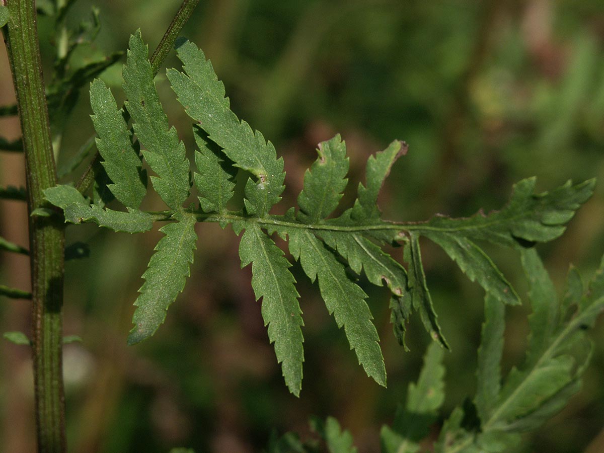 Tanacetum vulgare