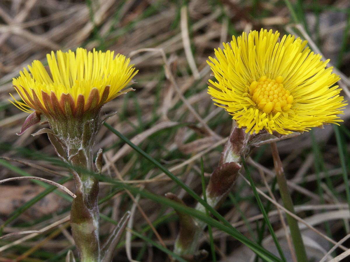 Tussilago nah