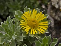 Seidenhaariger Goldstern