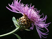 Wiesen-Flockenblume