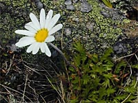 Alpen-Wucherblume