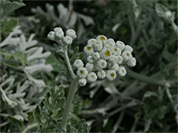 Weißfilziges Greiskraut