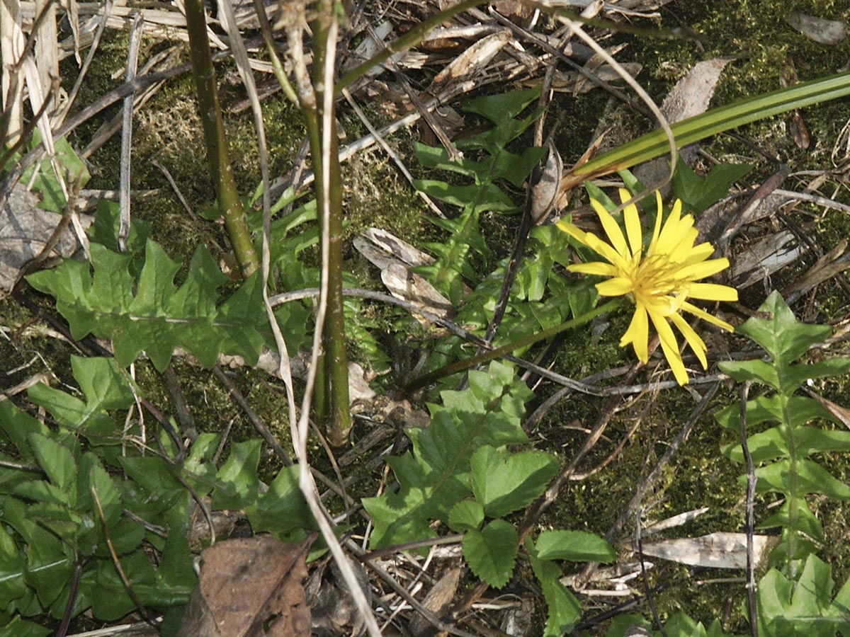 Aposeris gesamt